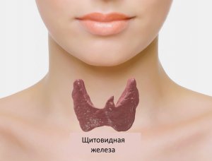 Тиреоидит – воспаление щитовидной железы
