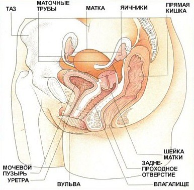 Как устроена женская репродуктивная система