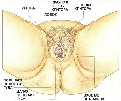 Как член располагается в вагине (82 фото) - секс и порно intim-top.ru